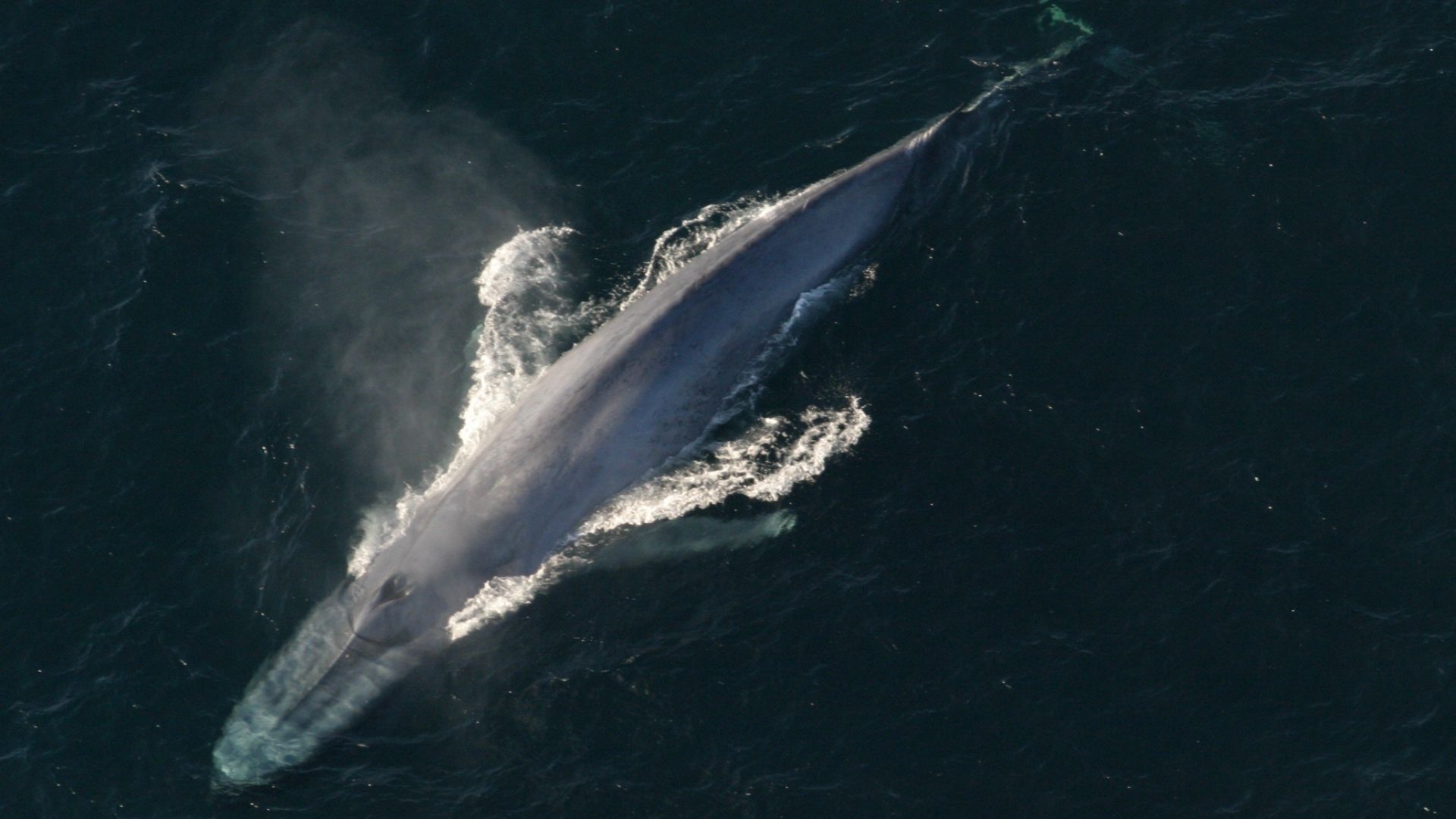 From Blue Whale to Giant Squid: 7 of the biggest sea creatures ever found Blue-whale.jpg