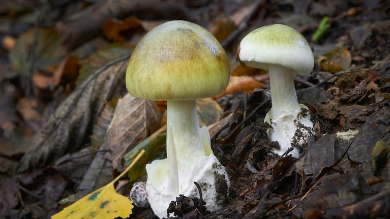 Death cap mushrooms (file image).