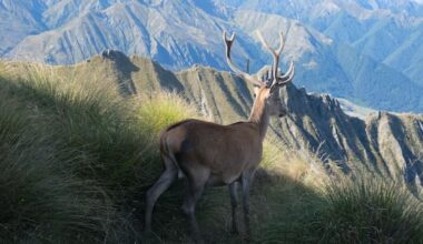 Government announces funding boost to protect NZ from goats and deer