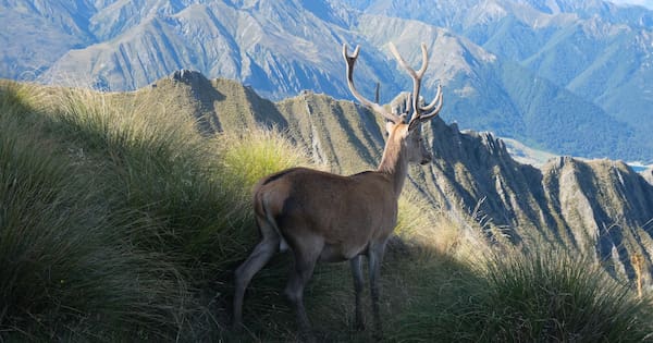 Government announces funding boost to protect NZ from goats and deer