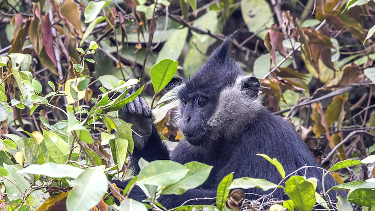 PC: Wikipedia Delacour’s langur adaptations and life in Vietnam’s limestone habitat