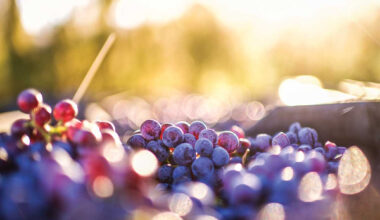 Editorial: Celebrating New Zealand Wine's 2026 Fellows