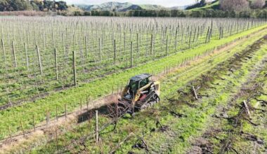 Thousands of grapevines uprooted amid global oversupply of grapes
