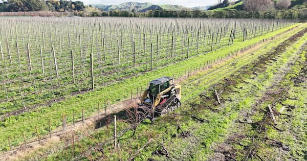 Thousands of grapevines uprooted amid global oversupply of grapes