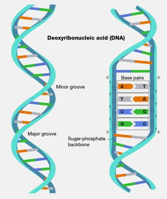 Scientists Discover a Bizarre New Way Life Can Make DNA... Without DNA