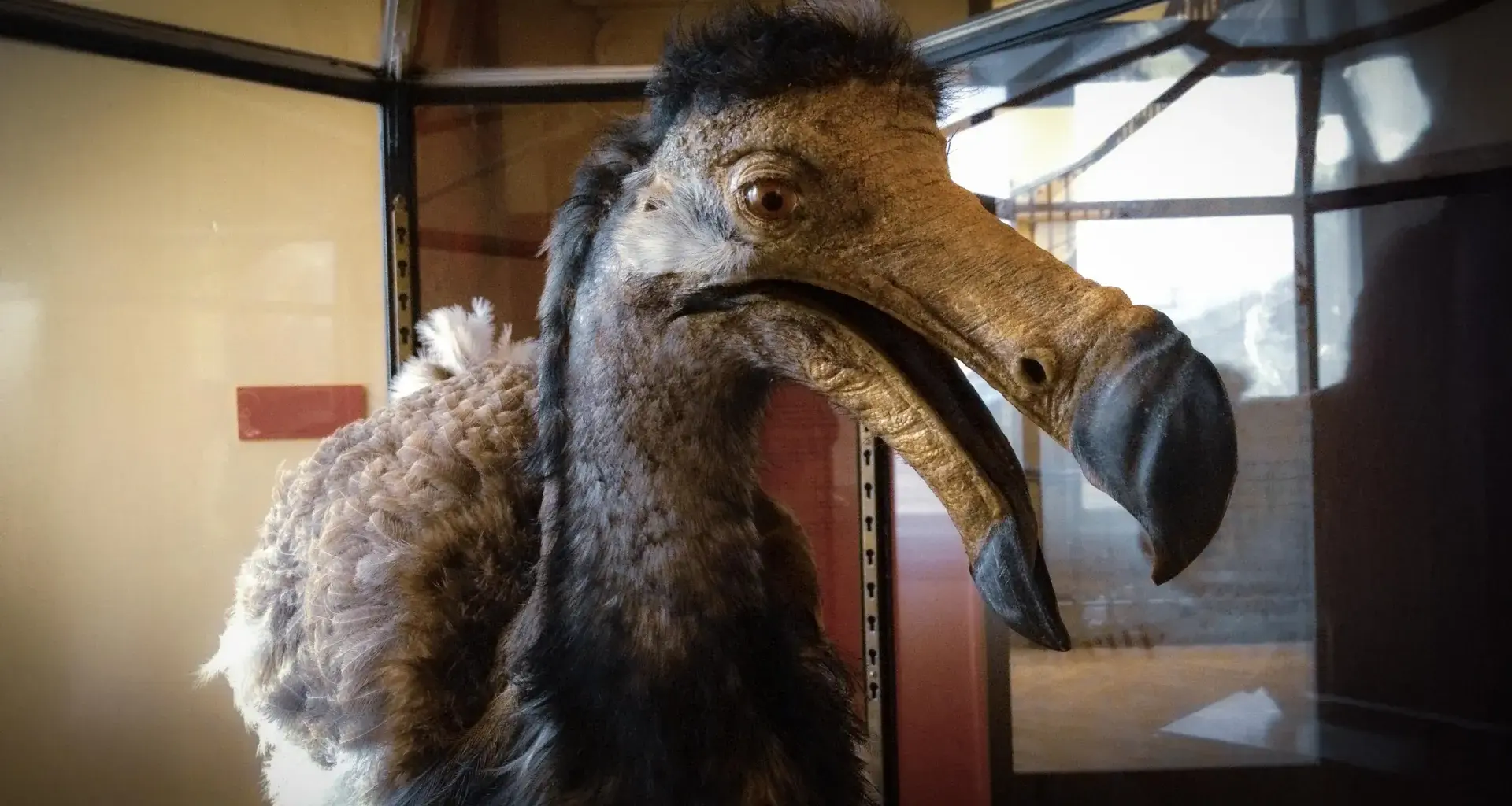The dodo bird had a secret sensory world scientists are only now discovering