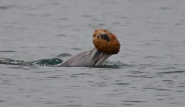 A dolphin surfaces in the water, holding a round, textured, brownish object in its mouth.