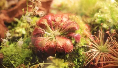 Scientists find Carnivorous plants can remember leaf attacks