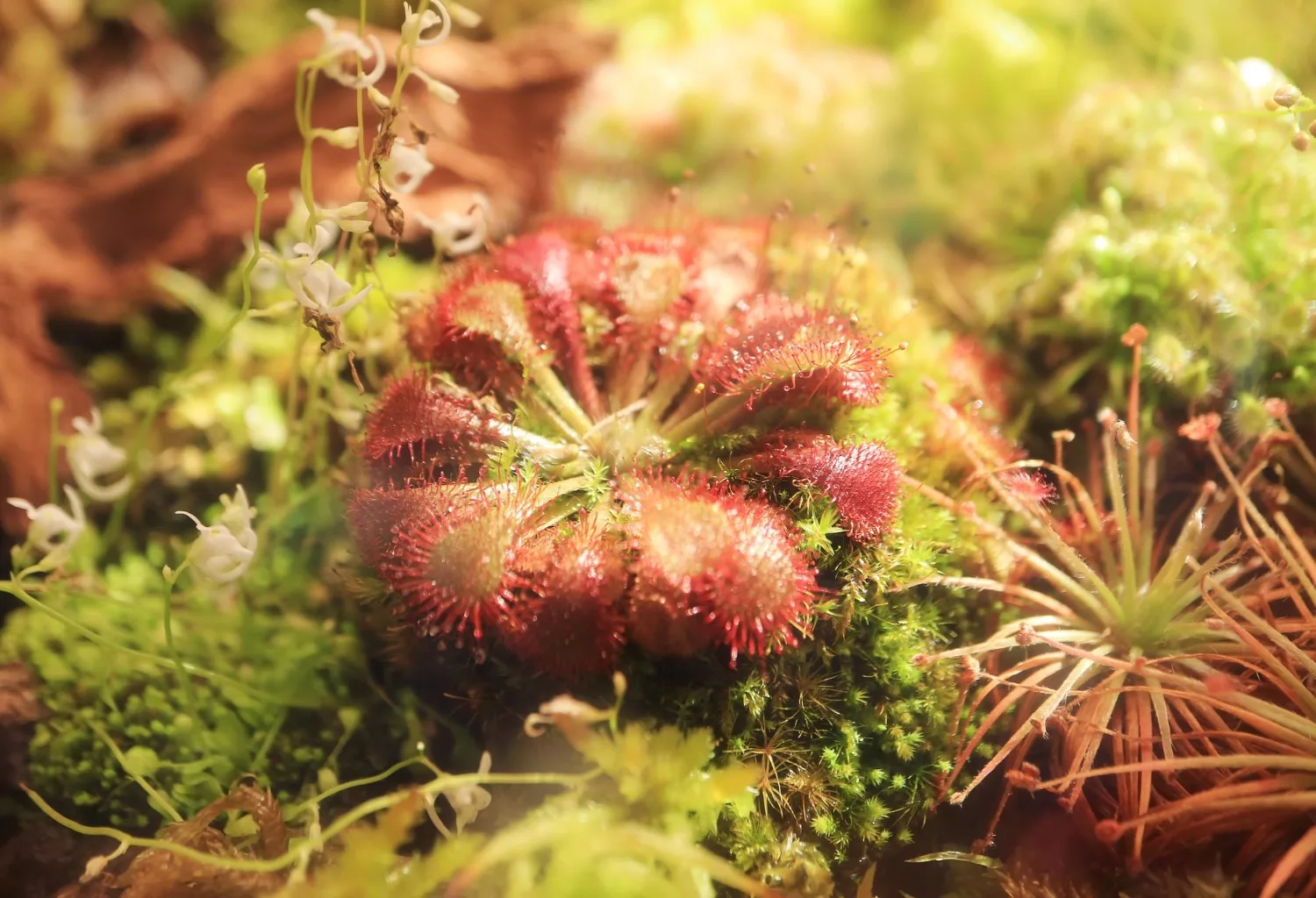 Scientists find Carnivorous plants can remember leaf attacks