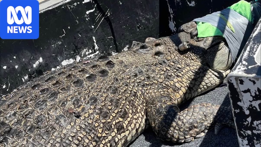 Large saltwater crocodile that closed Broome's Cable Beach captured and relocated