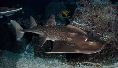 Bowmouth guitarfish (Rhina ancylostomus)