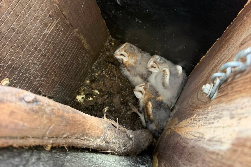 Taken looking down into a long box with a tree branch extendning out of it, 3 owls are huddled together at the bottom.