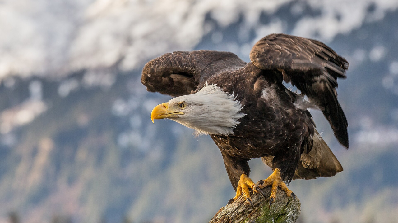 Bald eagle | Wikimedia Commons eagle (1)