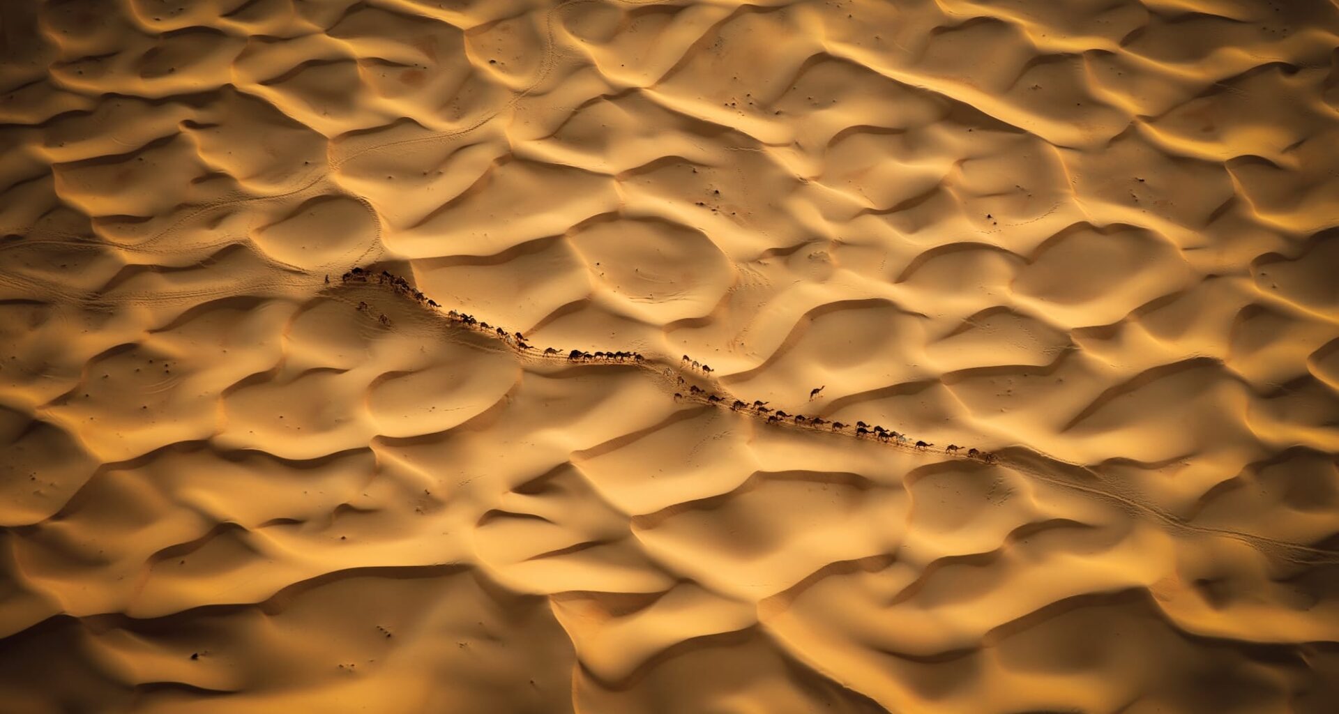 an aerial photograph of the desert with a line of camels moving across it