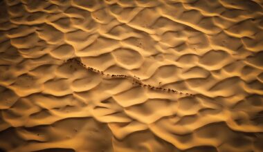 an aerial photograph of the desert with a line of camels moving across it