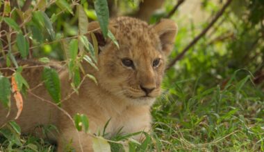 The Real-Life Lion King Behind National Geographic’s Lion
