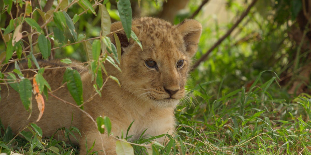 The Real-Life Lion King Behind National Geographic’s Lion