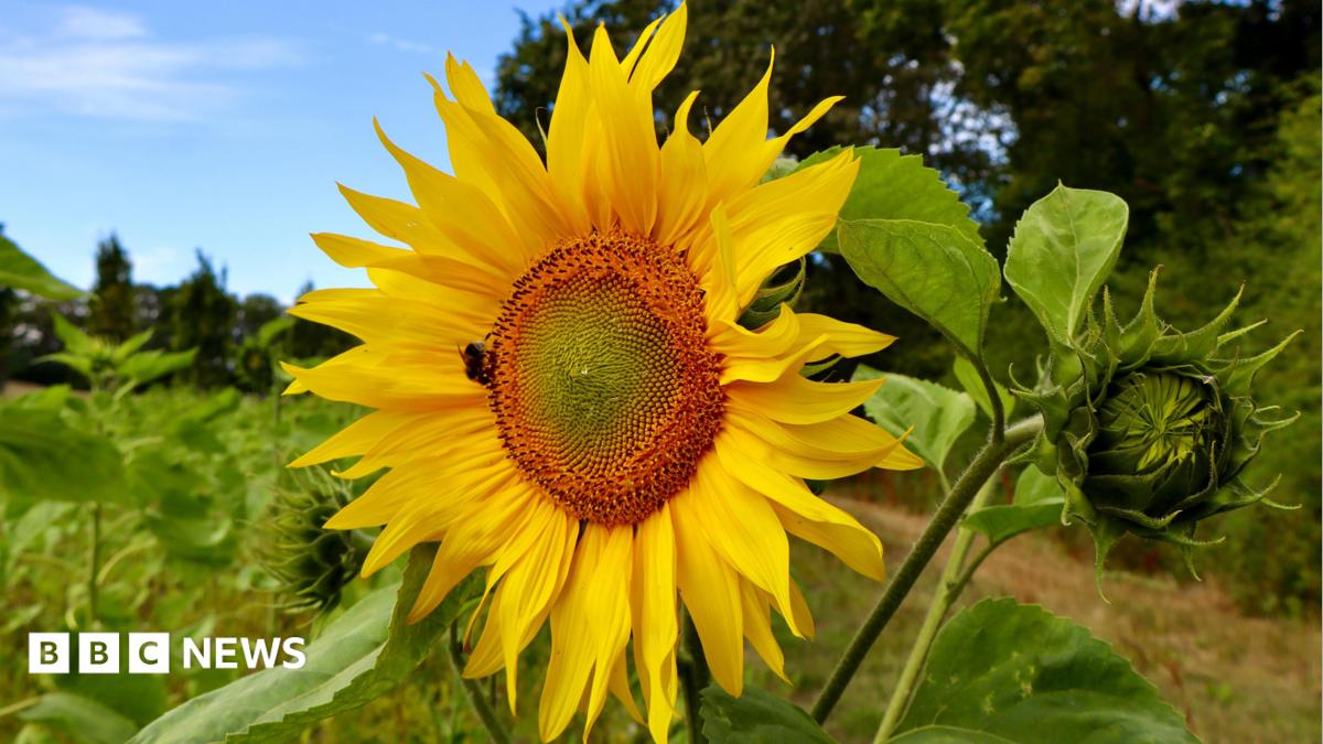 Close up of a sunflower in full bloom, with one in bud beside it. The background is of foliage, slightly out of focus, under a blue sky.