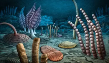 567-million-year-old fossils rewrite the dawn of animal life
