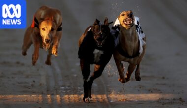 Charter flights to bring about 150 greyhounds to Australia as NZ racing ban begins