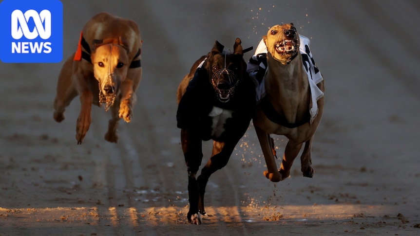 Charter flights to bring about 150 greyhounds to Australia as NZ racing ban begins