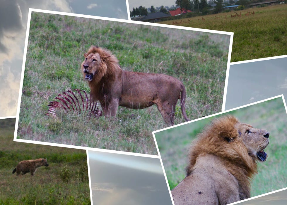 Male lion standing on grass with remnants of a carcass nearby, surrounded by a natural landscape.