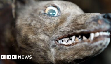 'I saved an extinct tiger's head from obscurity' - BBC