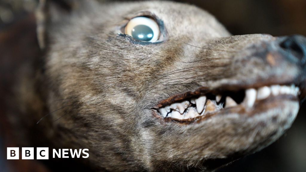 'I saved an extinct tiger's head from obscurity' - BBC