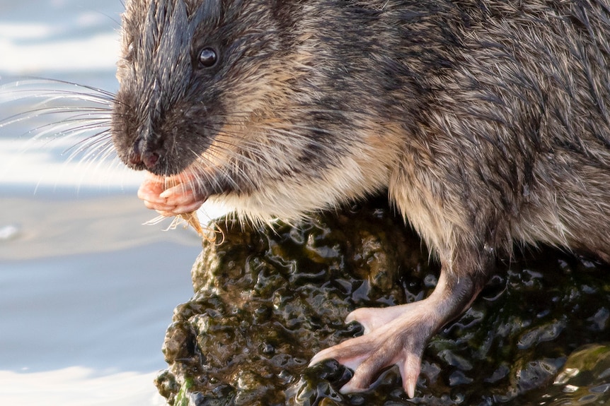 A rakali holds a small crab in its paws.