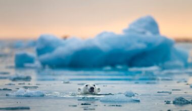 Polar bear swims among icebergs near glacier