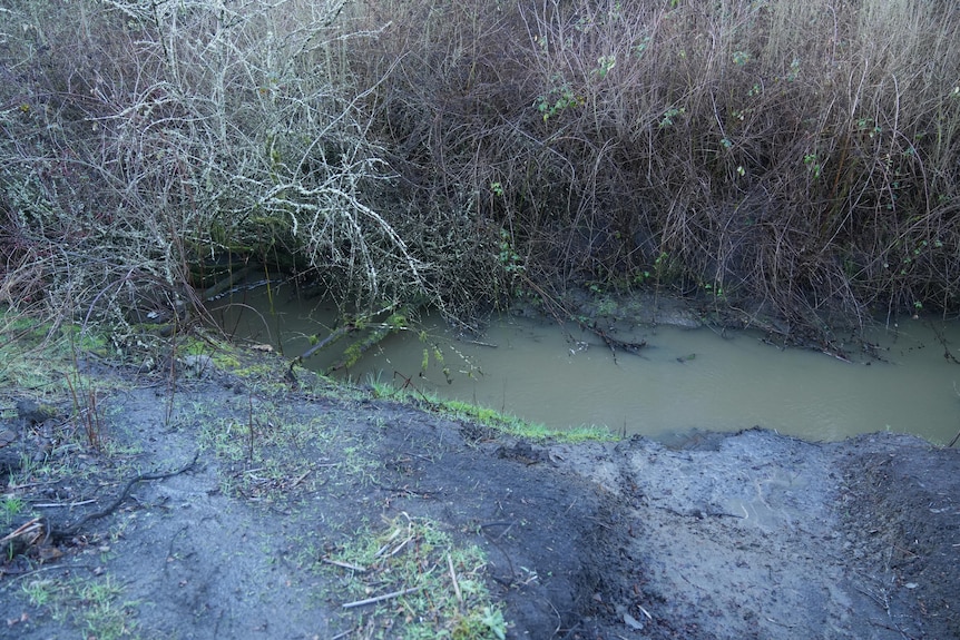 The sewage flows out of the plant and into a creek on their property