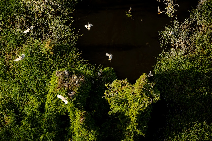 White birds flying overhead against green trees and a pitch black night sky.
