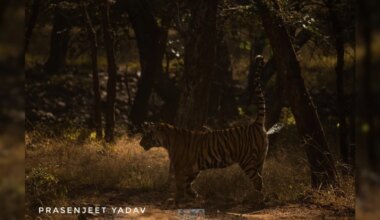 Scent Of A Tiger: Department of Atomic Energy Scientists Develop New Tool to Monitor India's Big Cats
