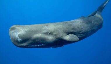 What animal has the biggest brain? Clue – it's 5 times bigger than a human's