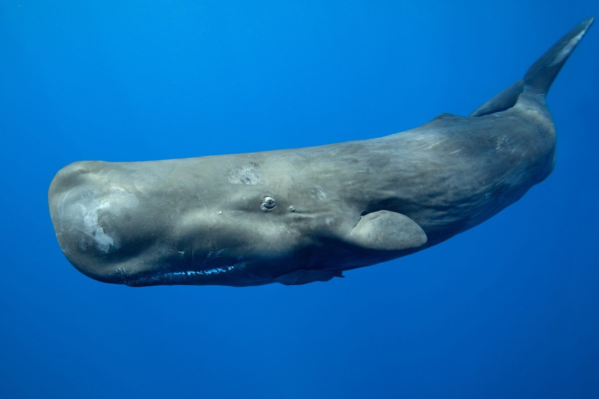 What animal has the biggest brain? Clue – it's 5 times bigger than a human's