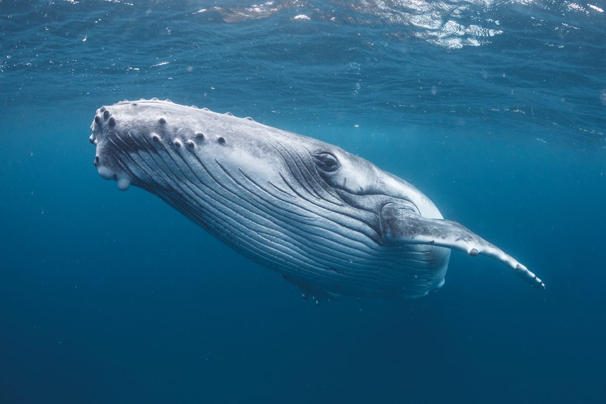 "Their lipid- and protein-laden bodies create unique, nutrient-rich ecosystems that may sustain creatures of the abyss for decades…"