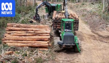 Forestry Corporation avoids environmental protections by calling logging 'road maintenance'