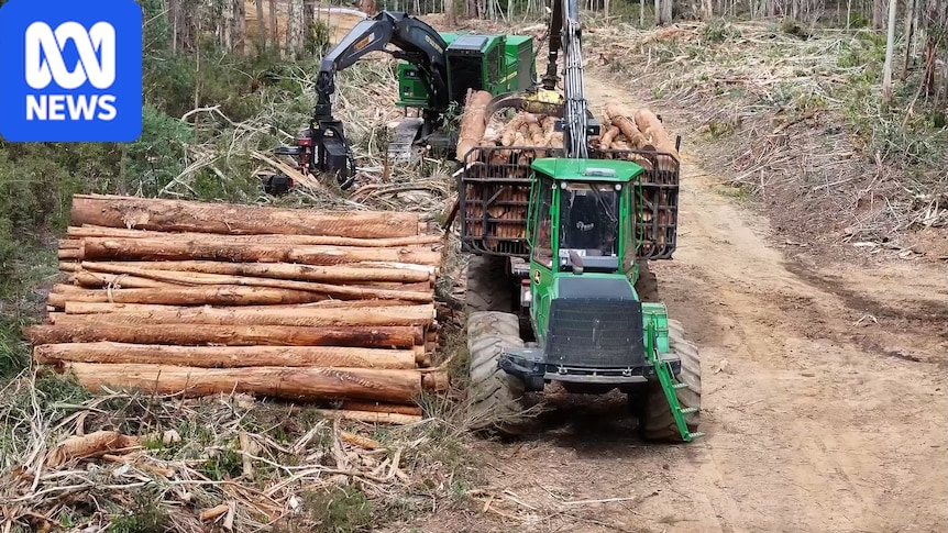 Forestry Corporation avoids environmental protections by calling logging 'road maintenance'