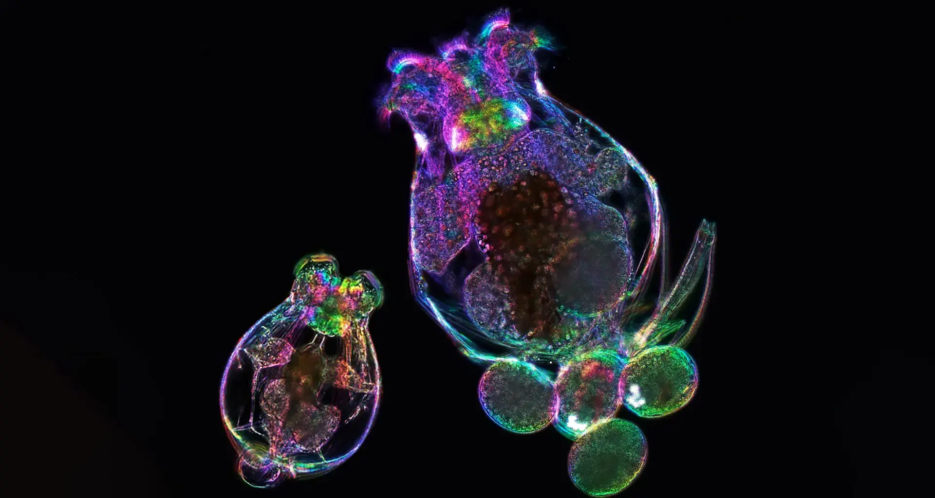 A mother’s age can shape her offspring without changing their DNA