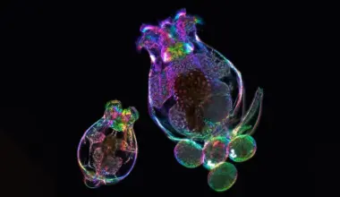A mother’s age can shape her offspring without changing their DNA