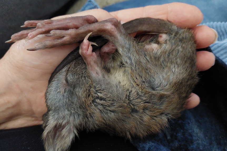 A small marsupial in a human hand