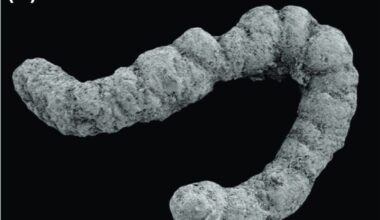 Did poop enable the evolution of complex animals?