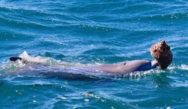 Dolphins learn how to use tools to hunt for fish from their mothers