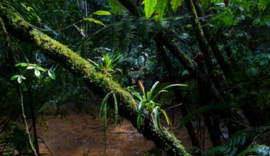 Impact of climate change may be equivalent to 3.3 million years of transformations in tropical vegetation