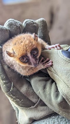 Two hands in gloves cradle a tiny lemur with big eyes.