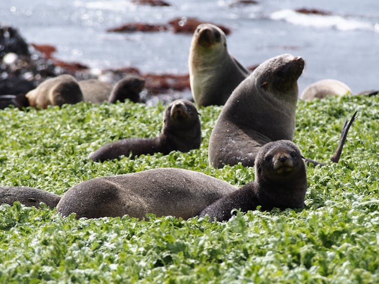 fur seals lying in vegetation in sunshine.