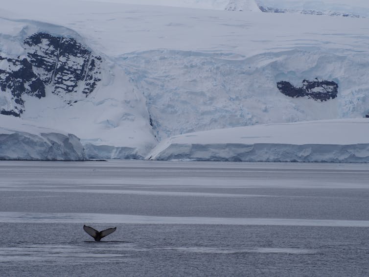 humpback whale in Antarctica, whale tail and sea ice.