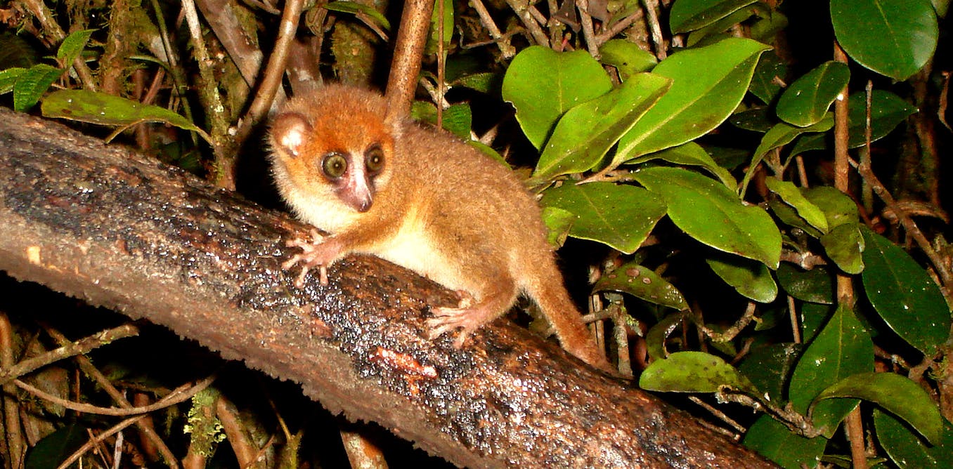 Invasive rats are stopping small mammals from returning to Madagascar’s regenerating forests – study