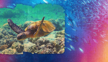 Marine heatwaves are cooking our ocean ecosystems – and will only become more common