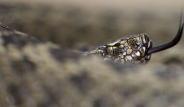 Why snake venom may have evolved to catch dinner, not for defence